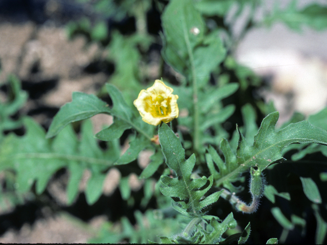 Oenothera laciniata (Cutleaf evening-primrose) #25684