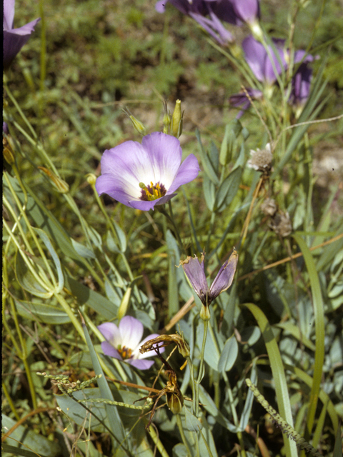 Eustoma exaltatum ssp. russellianum (Texas bluebells) #25728