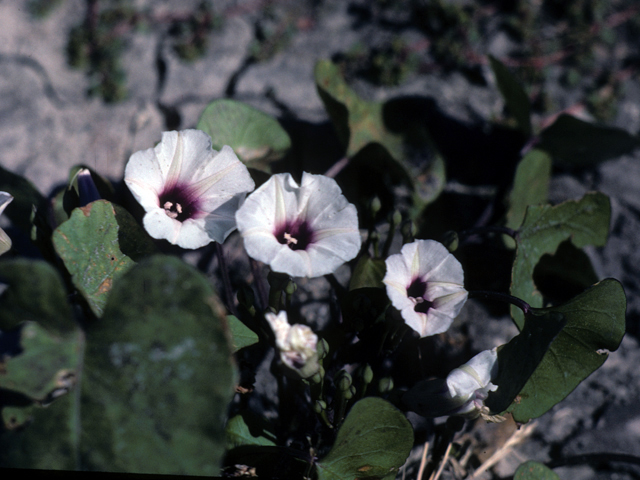 Convolvulus equitans (Texas bindweed) #25750