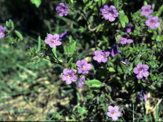 Nama parvifolium (Small-leaf fiddleleaf) #25778