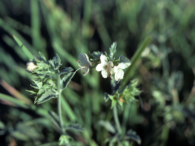 Tetraclea coulteri (Coulter's wrinklefruit) #25823