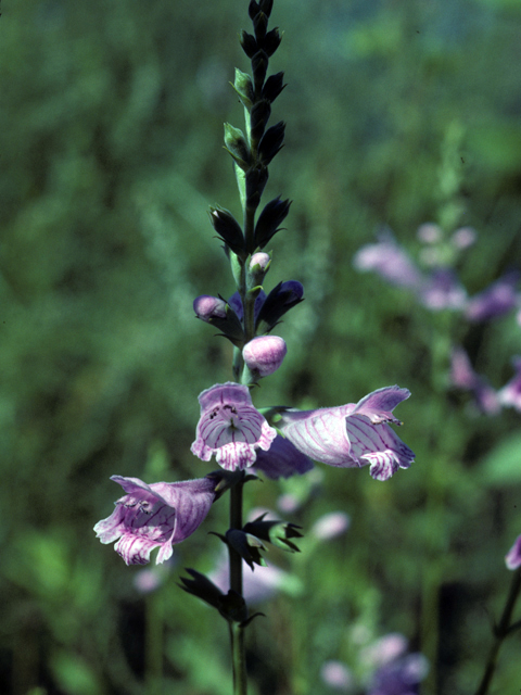 Penstemon cobaea (Prairie penstemon) #25899