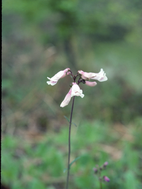 Penstemon laxiflorus (Nodding penstemon) #25903