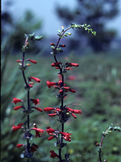 Penstemon murrayanus (Scarlet penstemon) #25904