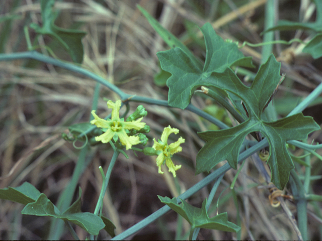 Ibervillea lindheimeri (Balsam gourd) #25958