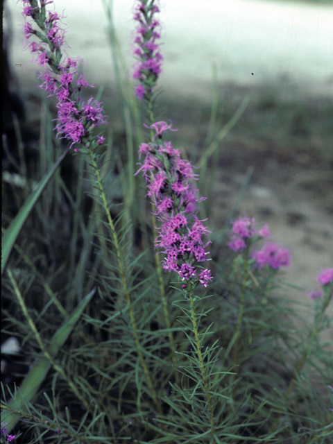 Liatris elegans (Pink-scale blazing star) #25975