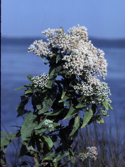 Ageratina altissima var. altissima (White snakeroot) #25984