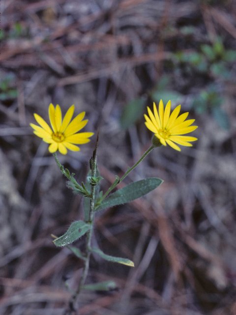 Chrysopsis mariana (Maryland goldenaster) #25992