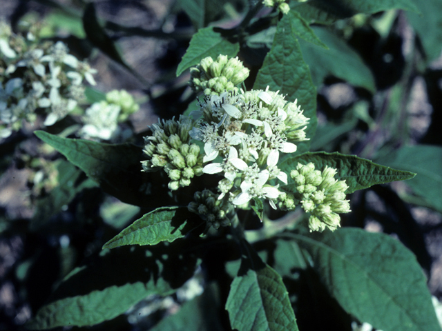 Verbesina virginica (Frostweed) #26087