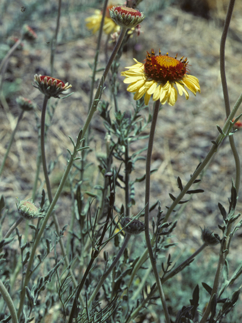 Gaillardia pinnatifida (Red dome blanketflower) #26101