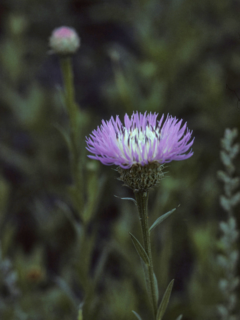 Centaurea americana (American basket-flower) #26141