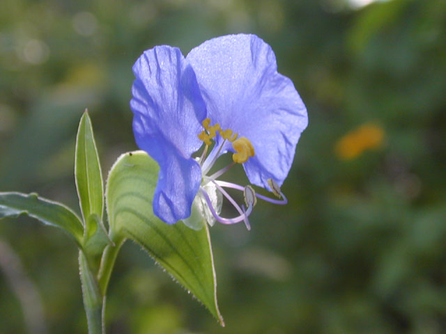 Commelina erecta (Dayflower) #11932