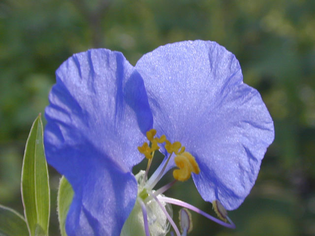 Commelina erecta (Dayflower) #11933