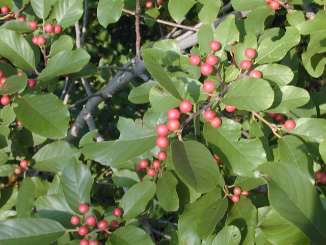 Frangula caroliniana (Carolina buckthorn) #12550