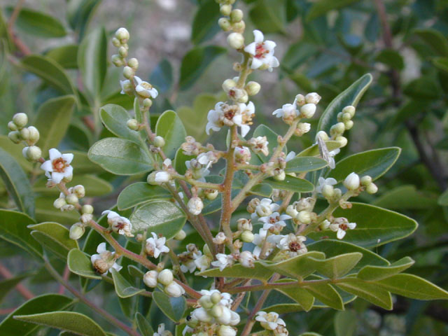 Rhus virens (Evergreen sumac) #11583