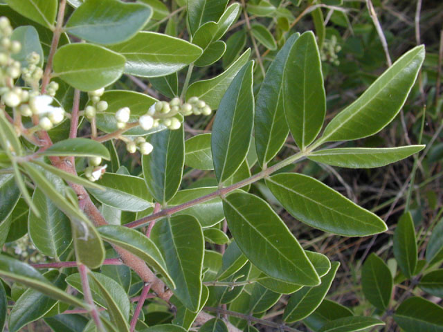 Rhus virens (Evergreen sumac) #11584