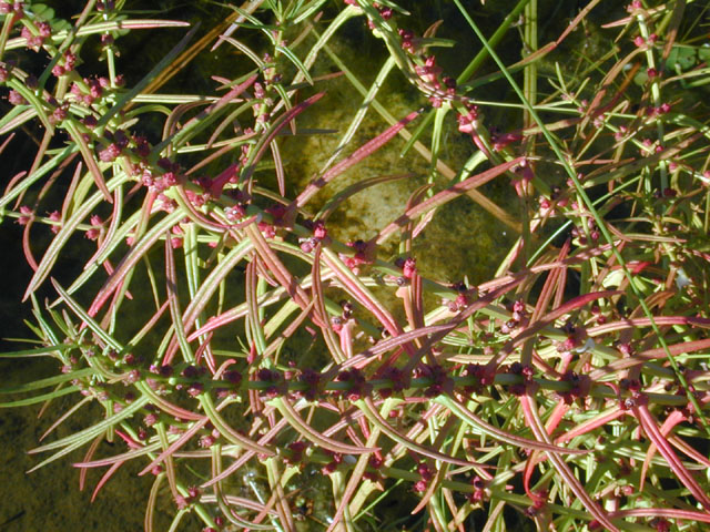 Ammannia coccinea (Valley redstem) #12231