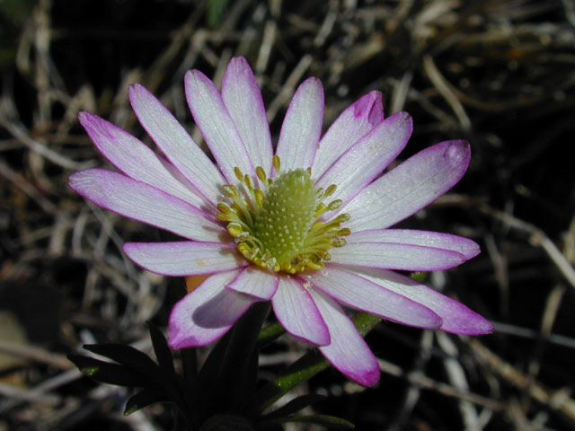 Anemone berlandieri (Tenpetal anemone) #12527