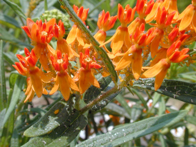 Asclepias tuberosa (Butterflyweed) #11644