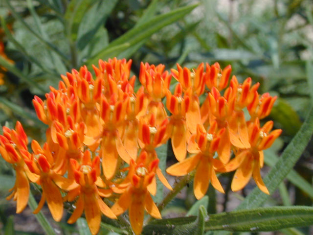 Asclepias tuberosa (Butterflyweed) #11646