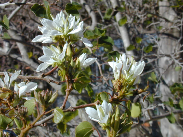 Bauhinia lunarioides (Anacacho orchid tree) #12046