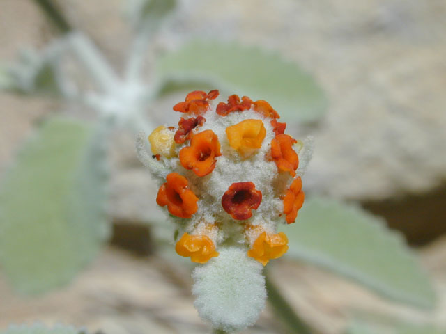 Buddleja marrubiifolia (Woolly butterflybush) #11867