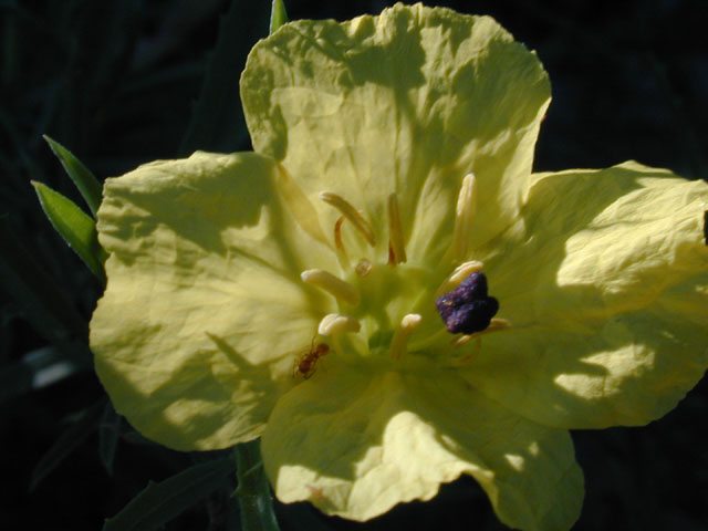 Calylophus berlandieri ssp. pinifolius (Berlandier's sundrops) #12364