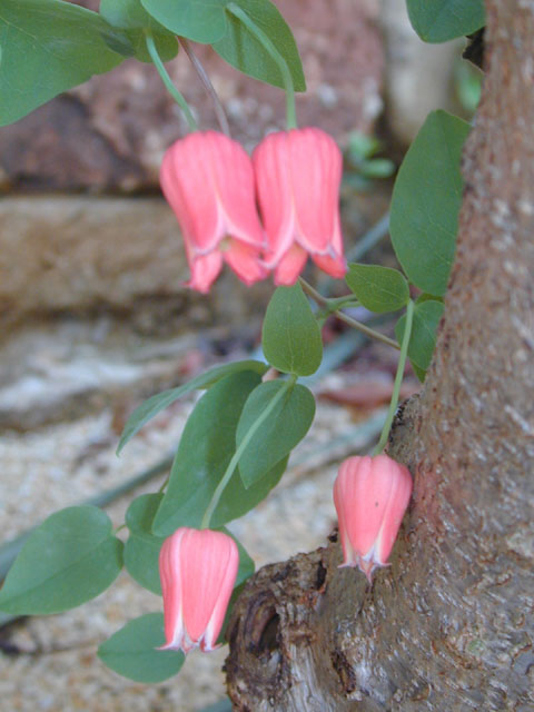 Clematis texensis (Scarlet clematis) #12545