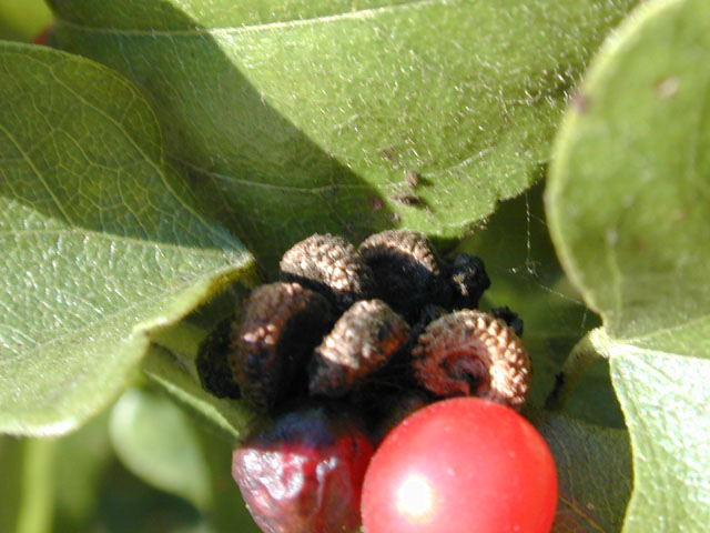 Cocculus carolinus (Carolina snailseed) #12298