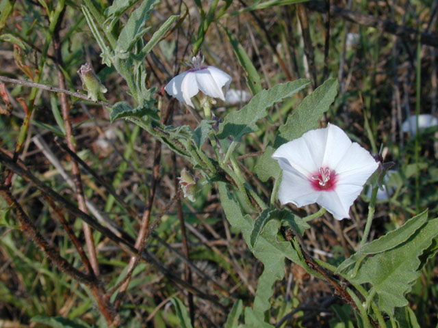 Convolvulus equitans (Texas bindweed) #11953