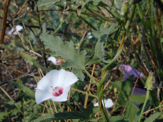 Convolvulus equitans (Texas bindweed) #11957