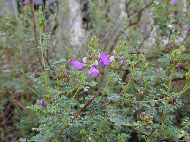 Dalea frutescens (Black dalea) #12053