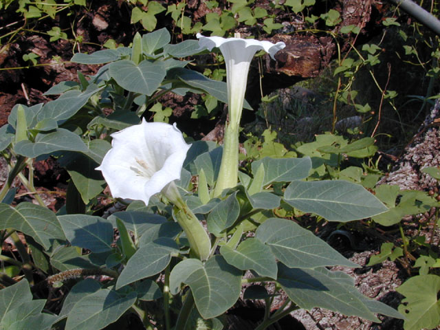 Datura wrightii (Jimsonweed) #12637