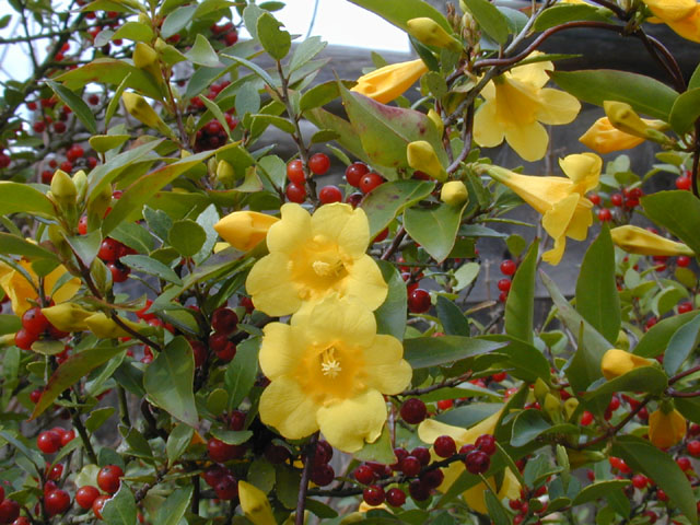 Gelsemium sempervirens (Carolina jessamine) #12222