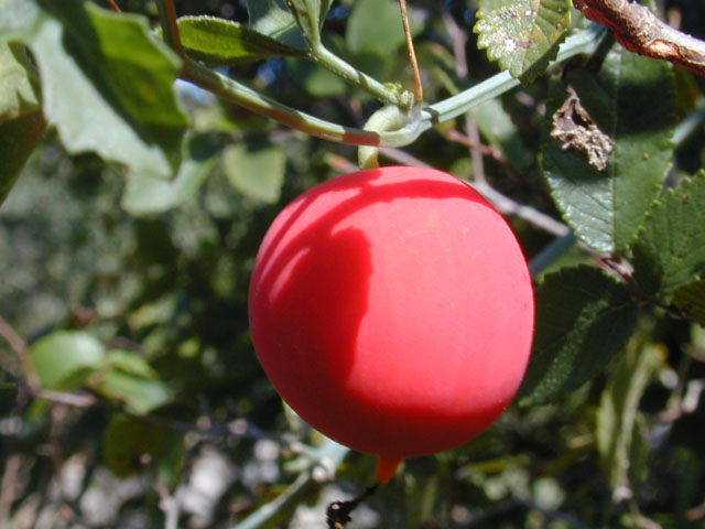 Ibervillea lindheimeri (Balsam gourd) #11965