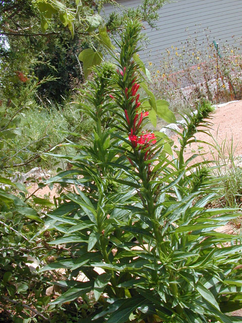 Lobelia cardinalis (Cardinal flower) #11906