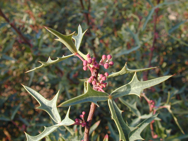 Mahonia trifoliolata (Agarita) #11852