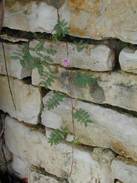 Mimosa roemeriana (Roemer's mimosa) #12071