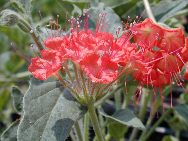 Nyctaginia capitata (Devil's bouquet) #12340