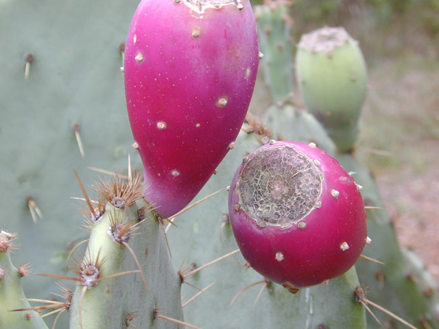 Opuntia engelmannii var. lindheimeri (Texas prickly pear) #11886