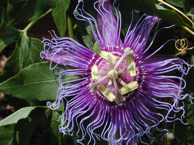 Passiflora incarnata (Maypop) #12419