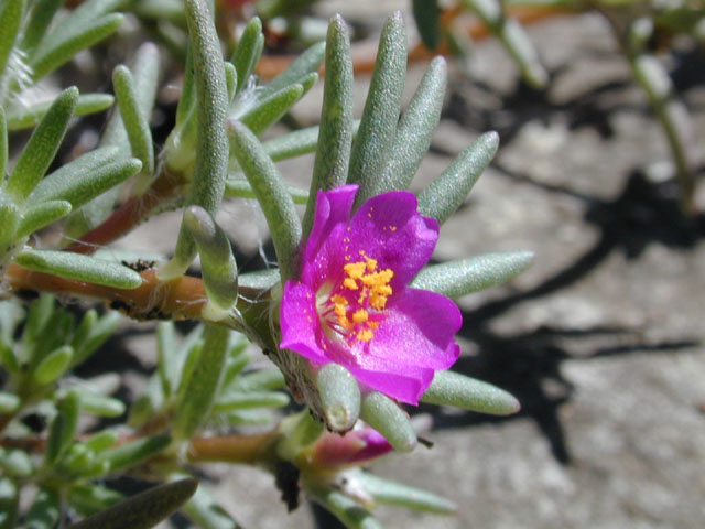 Portulaca pilosa (Kiss me quick) #12484