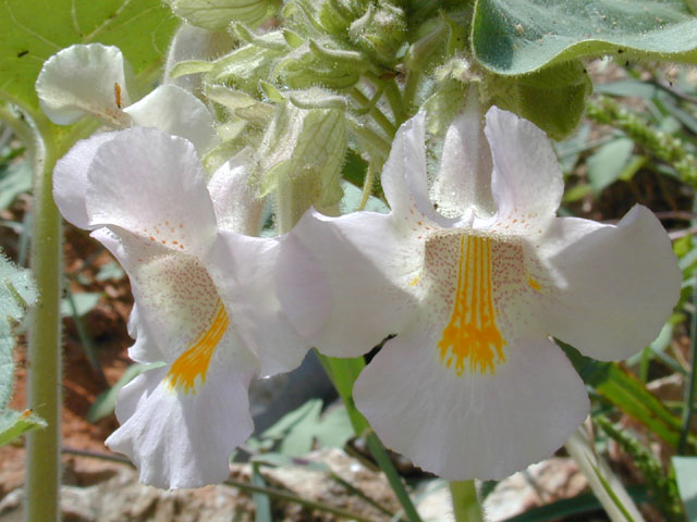 Proboscidea louisianica (Louisiana devil's-claw) #12425