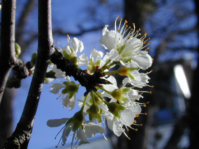 Prunus rivularis (River plum) #12578