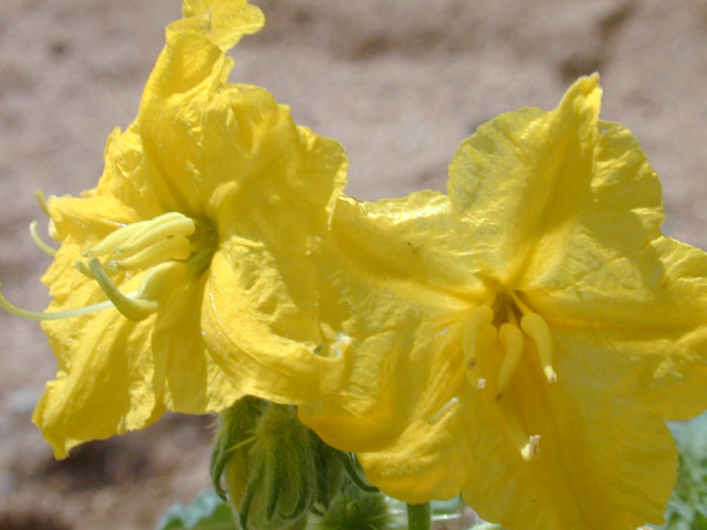 Solanum rostratum (Buffalo bur) #12670