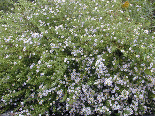 Symphyotrichum praealtum (Willowleaf aster) #11772