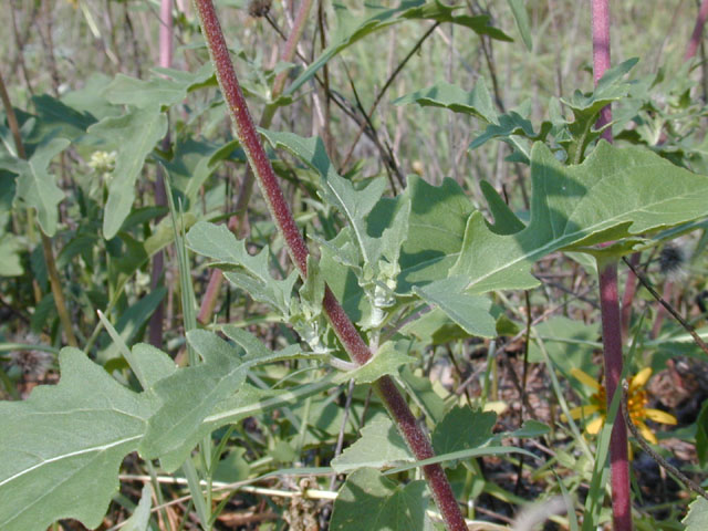 Tetragonotheca texana (Squarebud daisy) #11779