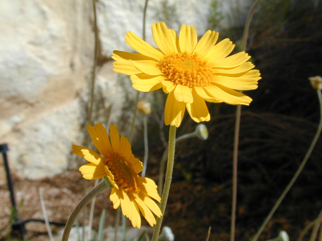 Tetraneuris scaposa var. scaposa (Four-nerve daisy) #11792