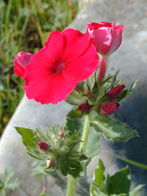 Phlox drummondii (Annual phlox) #12753