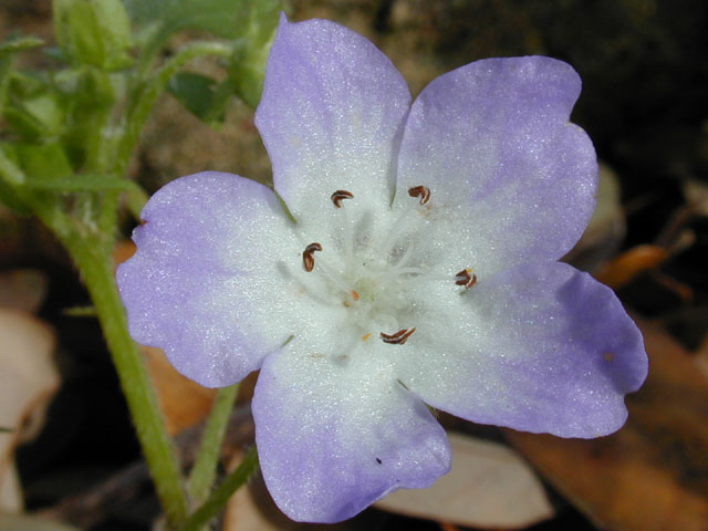 Nemophila phacelioides (Texas baby blue eyes) #12790